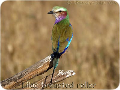 Lilac breasted roller - 