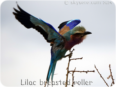 Lilac breasted roller - 