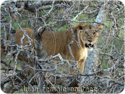 Lion female - Lionne