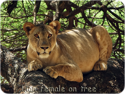 LionFemale - Lionne