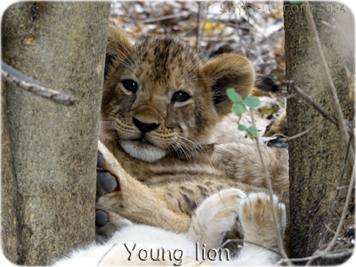 Young Lion - Lionceau
