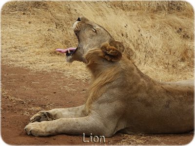 Lion - Lion