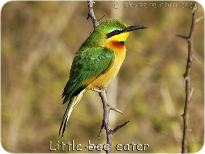 Little bee eater - 