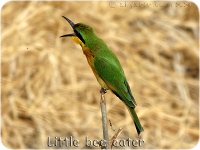Little bee eater - 