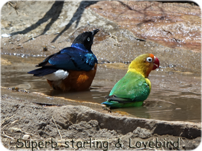 Lovebird - 