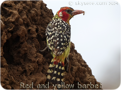 Red and yellow barbet -  