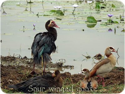 Spur winged goose - Oie