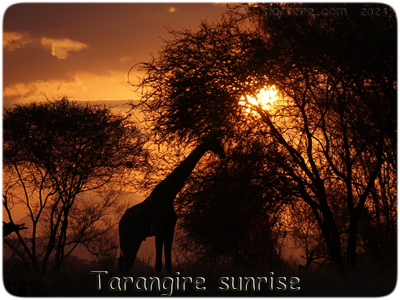 Levé de soleil, Tarangire