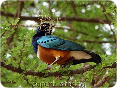 Superb starling - Etourneau