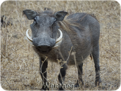 Warthog - Phacochère