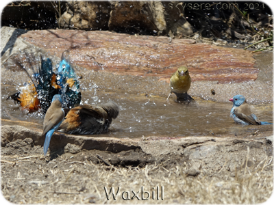Waxbill- 