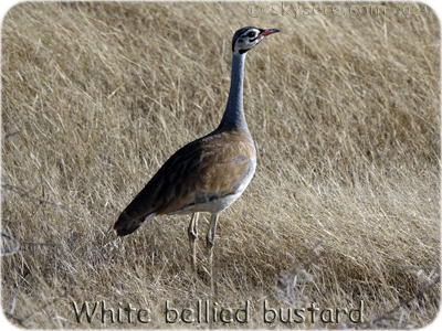 White bellied bustard - 
