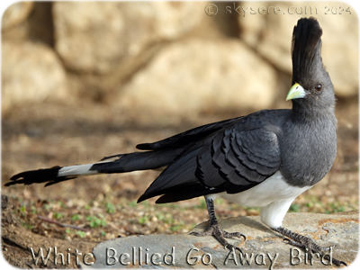 White bellied go away bird - 