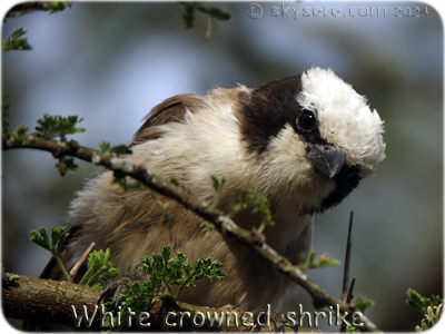 White crowned shrike - 