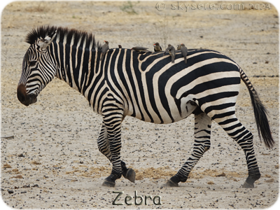 Burchell Zebra - Zèbre de Burchell