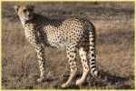 safari Serengeti