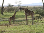 giraffes