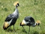 Crowned Crane