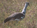 Serengeti Tanzania