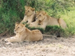 lionesses