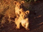 lion cubs, Lobo