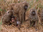 baboons