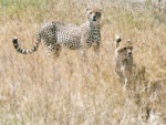 cheetahs