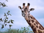 girafe