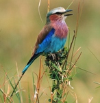 lilac breasted roller