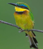 little bee eater