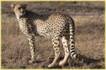 guepard