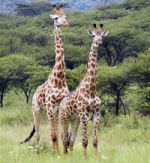 giraffes