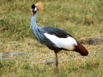 crowned crane