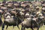 Wildebeest migration