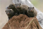 mongooses