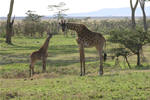 giraffes