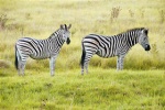 zebras