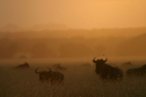 Wildebeest