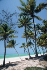 Zanzibar beach