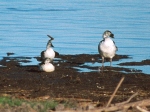 canards à bosse 