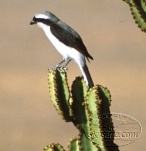 fiscal shrike