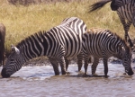 zebras