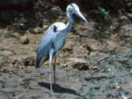 grey heron