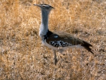 kori bustard