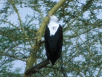 african fish eagle