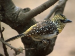 Arnaud's barbet