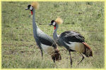 crowned crane , Serengeti