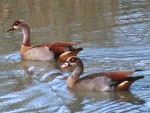 egyptian goose