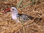 red billed hornbill