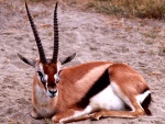 Thomson gazelle in Seronera